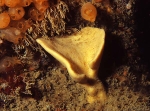 Axinella infundibuliformis