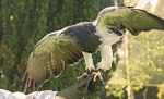 Chilean Blue Eagle