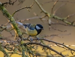 Great Tit