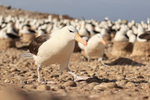 Black-browed Albatross walks by, close view, Steeple Jason, Falklands