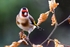 Goldfinch No2