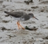 Redshank