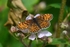 Heath Fritillary