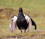 Black Grouse - Tetrao tetrix