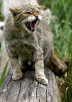 Scottish Wild Cat