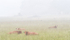 COWS IN MEADOW, JUNE 2018 - BRUCE PENINSULA