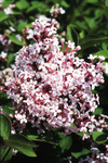 Syringa Meyerii 