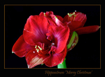Hippeastrum 'Merry Christmas'