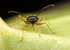 Dryophilocoris flavoquadrimaculatus