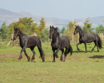 friesians 101-120