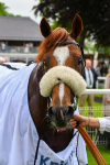 190523-Race 3-Marhaba The Champ-0511