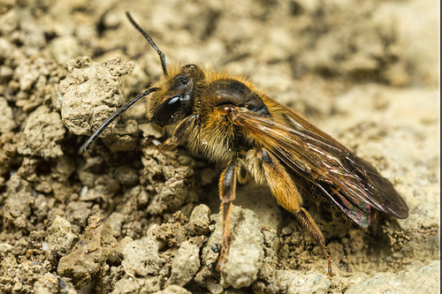 Newly-emerged[i]Andrena bucephala[/i] female. At a known nesting site in Shropshire. April 2015.