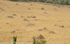 Zebra and elands.