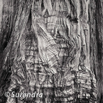 Bark 36