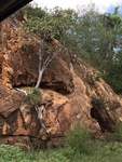 Rock Fig Growing Out Of Stone, Sth Africa