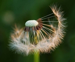 Dandelion seed head