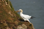 Gannet