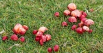 Scarlet Waxcaps