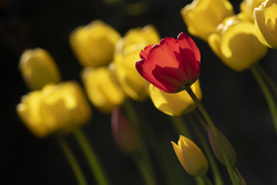 Tulips II