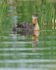 Red-necked Grebe with two chicks on back, Minnesota