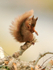 Red Squirrel grooming, Brownsea Island