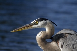 Great Blue Heron _0015