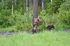 Brown Bear and cubs