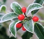 BERRIES in Tryptic