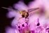 Hoverfly