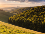 Melbury Down near Shaftesbury (2)