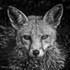 The Vixens Stare