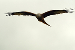 Cambridgeshire - Birds portfolio