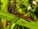 Ruddy Darter