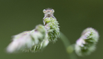 Damselfly
