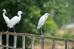 Little Egrets