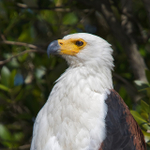 African Fish Eagle