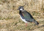 Lapwing portfolio