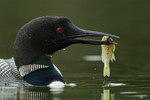 Common Loon with fish, Minnesota