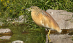 Squacco Heron