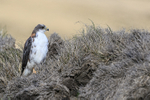 Variable Hawk adult female light morph, Johnson's Harbour, Falklands