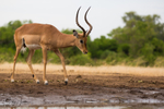 Impala portfolio