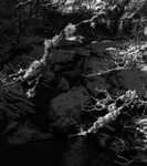 Frozen Lichen 2 BW on a Winter river, Eryri National Park [Snowdonia