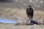 American Black Vulture on beach, Corcovado NP, Costa Rica