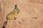 Viscacha standing on hind legs, Chile