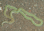 Phyllodoce mucosa
