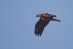 American Bald Eagle