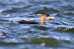 Great Northern Diver (juvenile) in rough water at Farmoor Reservoir