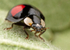 Harlequin Ladybird