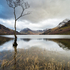 Buttermeres Lonely Tree