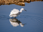 Little Egret